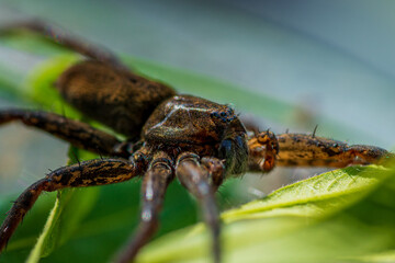 Extreme close up of a raft spider in sunlight
