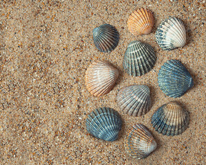 Several sea shells of different colors on the sand, summer and vacation concept, top view with copy space