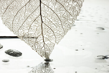 Leaves skeleton background. Nature abstraction.