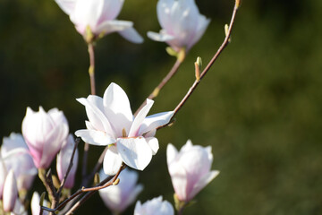 Naklejka na ściany i meble Un albero di magnolia con fiori rosa e bianchi.