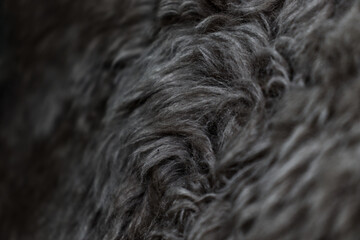 Closeup detail of greyscale fur texture 