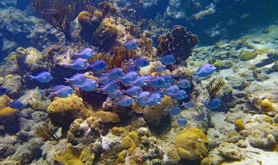 Fototapeta na wymiar Acanthus barbarians - a school of blue Surgeonfish swimming in a beautiful healthy Coral Reef