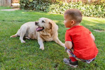 Little boy playing with his pet. Boy play with Golden Labrador retriever. Children and dog in garden.