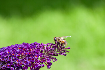 honey bee collecting pollen on a purple buddleja flower in blur background. High quality photo