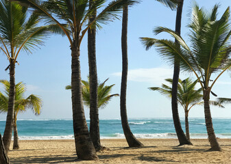 Tropical Beach with Palm Trees and ocean waves