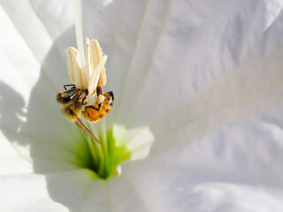 A bee on a unique flower's stamens