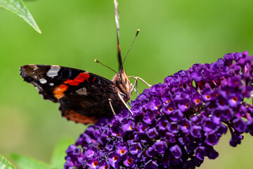 Red Admiral, Vanessa atalanta, butterflies on Buddleja flower or butterfly bush. High quality photo