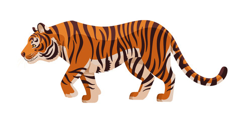 Fototapeta na wymiar Amur tiger goes isolated on white background. Vector tiger side view. Endangered animal