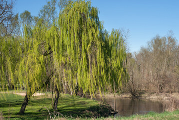 albero di salice piangente in un parco © coloroby
