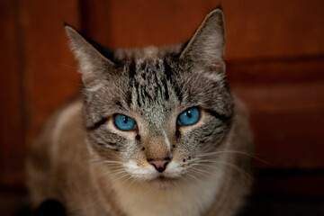 The cat with sapphire eyes
