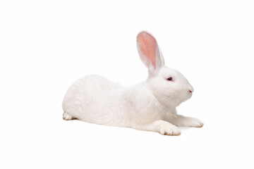 big white rabbit in front of a white background