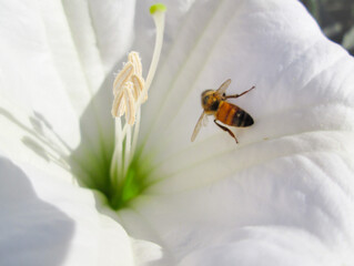 A bee inside of q unique white flower