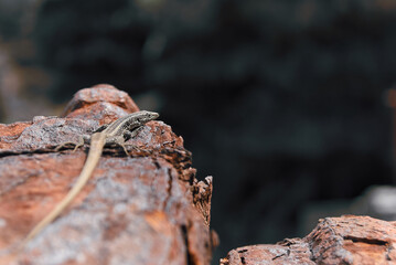 Lizard on rusty ruin machine part