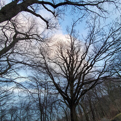 Leafless tree branches against the sky. View from below. 