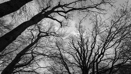 Black and white photo. Leafless tree branches against the sky. View from below.