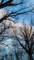 Leafless tree branches against the sky. View from below. 