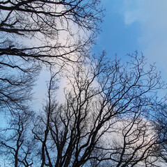 Leafless tree branches against the sky. View from below. 