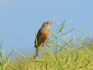 ortolan bunting (Emberiza hortulana) in a rape field