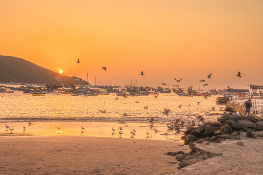 playa, ocasos, aves marinas, playas, botes, yates, surfers, vida marina