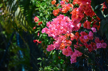 Lots of pink and orange flowers on a green bush
