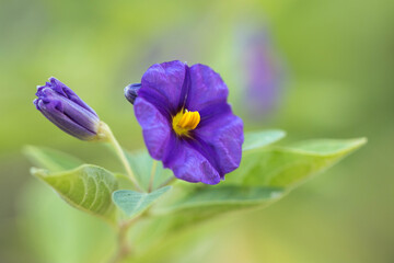 Wiosna w purpurze