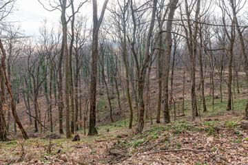 Fototapeta premium Felled trees. Deforestation concept. Stumps, logs and branches of tree after cutting down forest. Deforestation, dead trees and forest dieback. Deforestation in Fruška Gora in Serbia