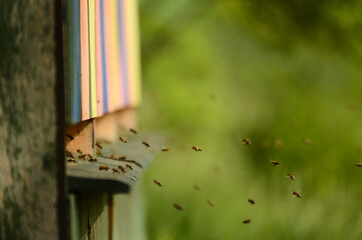 Bees flying into a colorful hive side view and blurred greenery in the background