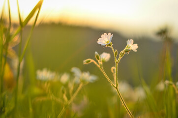 meadow flowers close up lit by the setting sun