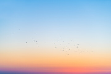 Silhouette of seagulls birds in far distance in colorful sky flying in Siesta Key, Sarasota,...