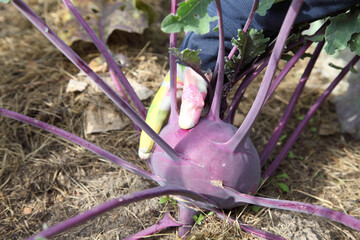 Kohlrabi cabbage growing in vegetable garden, harvesting for vegetarian food. Gardener's hands at...