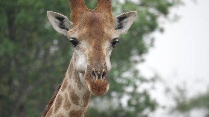 Close up: Giraffe regurgitating bolus and chewing cud in African rain
