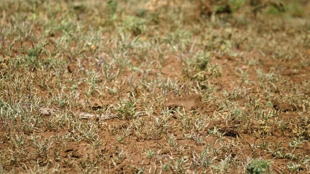 Young python snake slithers through muddy short grass in African heat