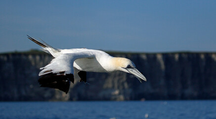 Northern gannets diving for fish in the North Sea off the coast of Yorkshire