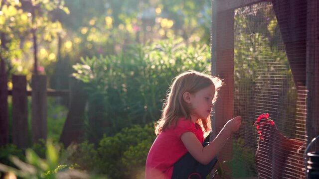 A young, happy, girl feeds her backyard chickens in late afternoon light.