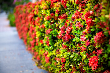 Fototapeta na wymiar Bokeh side closeup of red ixora flowers bush by street road sidewalk garden in summer in Florida with green leaves foliage landscaping