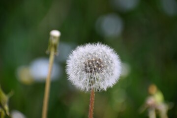 dandelion head