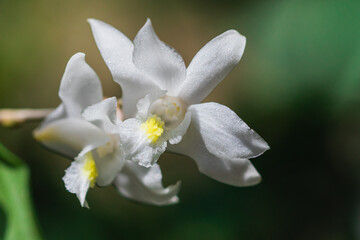 close up of white orchid flower © nicolebleck