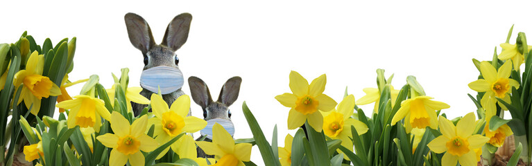 two easter bunnies wearing protective mask and spring daffodils isolated on white - banner - copy space