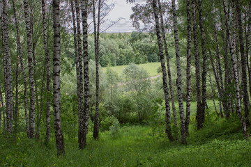 Birch grove in summer