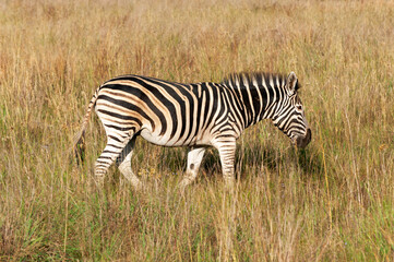 Naklejka na ściany i meble zebra in the grass
