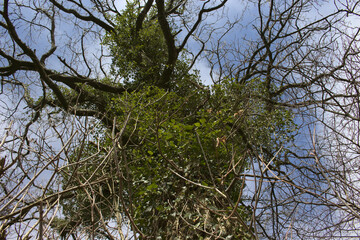 A wide look an an old tree