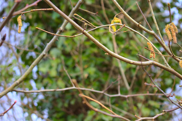 Blurred background of a green tree