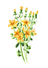 St. John’s wort or Hypericum perforatum plant. Watercolor hand drawn illustration, isolated on white background