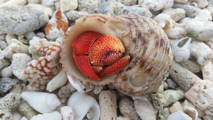 sea urchin shell