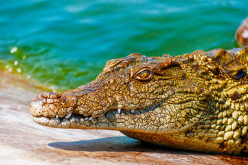 crocodile in the water