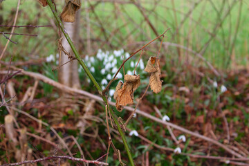 brown leave on a branch