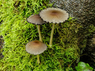 Pilze fungi im Wald