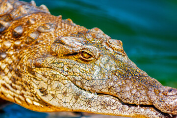 close up of a crocodile