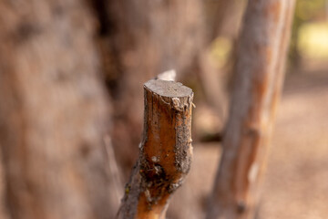 tree in the woods