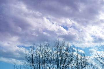 blue spring sky, white clouds are flying, birds, thin branches of a tree sway in the wind, a dark...